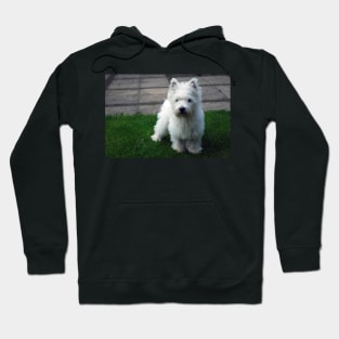 Westie puppy Hoodie